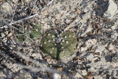 Astrophytum asterias, photographed by Reid Hardin