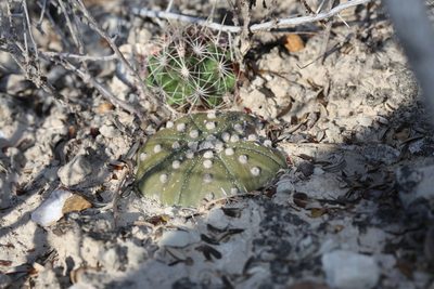 Astrophytum asterias, photographed by Reid Hardin