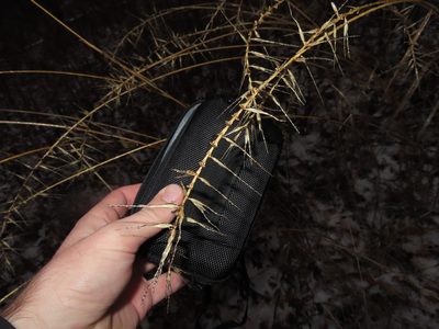 Elymus hystrix, photographed by Eric Schmidt
