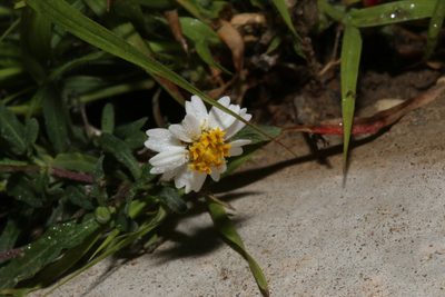 Melampodium cinereum