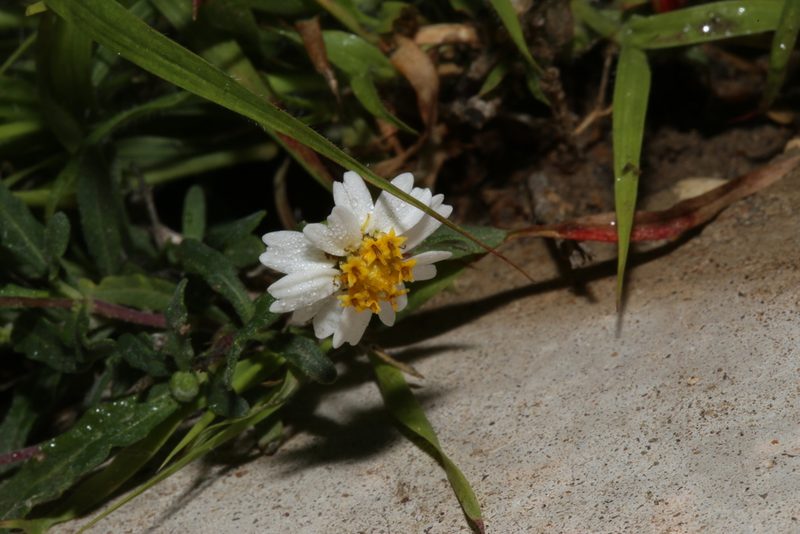 Melampodium cinereum, photographed by Reid Hardin