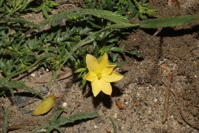 Menodora heterophylla, photographed by Reid Hardin