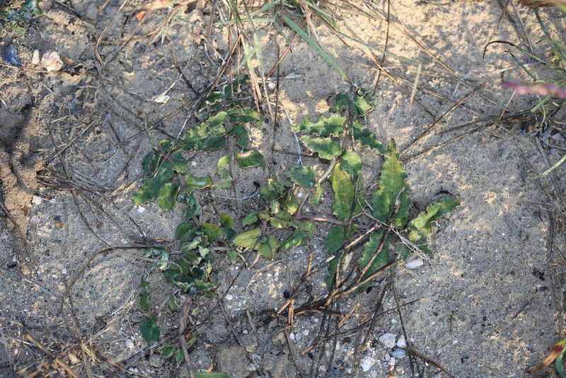 Asclepias prostrata, photographed by Reid Hardin