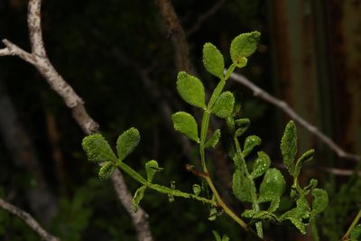Zanthoxylum fagara, photographed by Reid Hardin