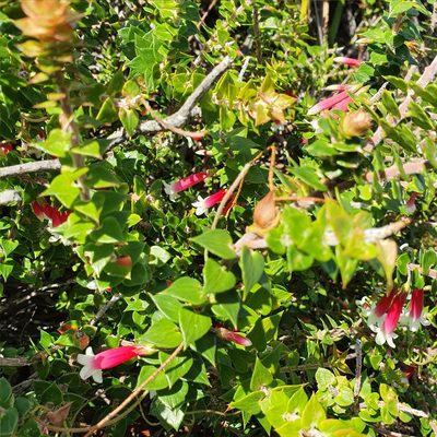 Epacris longiflora, photographed by ronavery