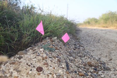 Asclepias prostrata, photographed by Reid Hardin