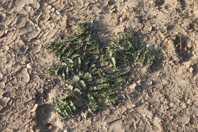 Asclepias prostrata, photographed by Reid Hardin