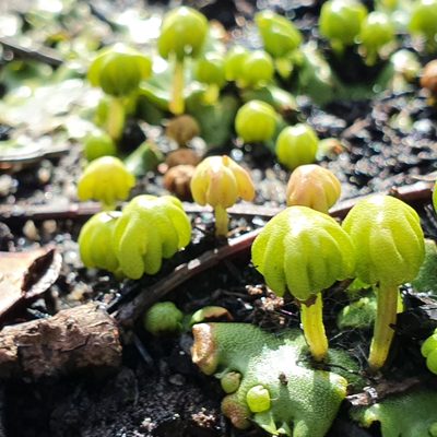 Marchantia berteroana, photographed by ronavery