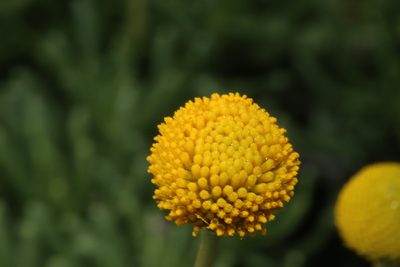 Varilla texana, photographed by Reid Hardin