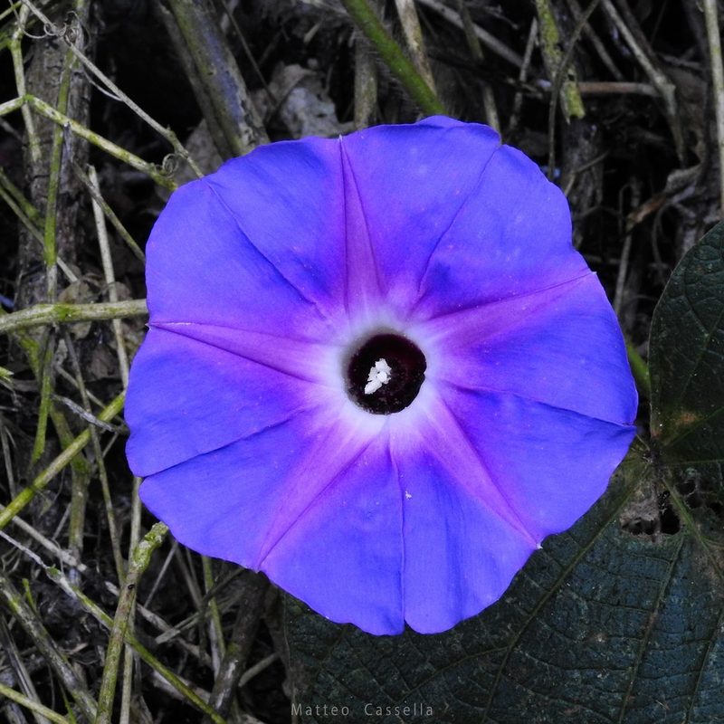 Ipomoea villifera, photographed by Matteo Cassella