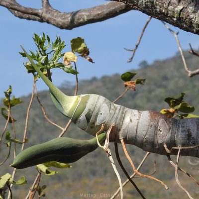 Philodendron warszewiczii, photographed by Matteo Cassella
