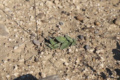 Asclepias prostrata, photographed by Reid Hardin