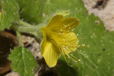 Eucnide lobata, photographed by Reid Hardin