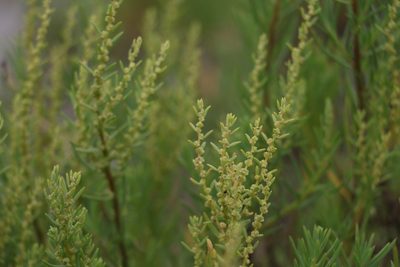 Suaeda australis, photographed by Greg Tasney