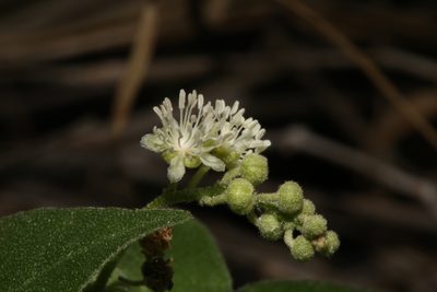 Croton humilis, photographed by Reid Hardin