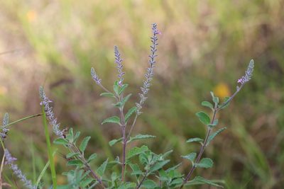 Aloysia macrostachya, photographed by Reid Hardin