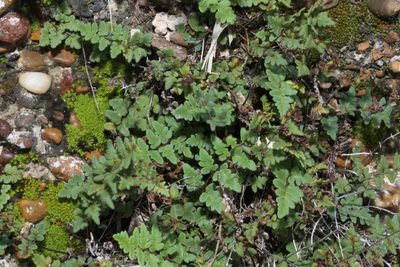 Myriopteris scabra, photographed by Reid Hardin