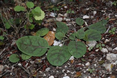 Acleisanthes anisophylla, photographed by Reid Hardin