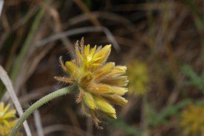 Cevallia sinuata, photographed by Reid Hardin