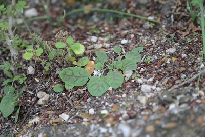 Acleisanthes anisophylla