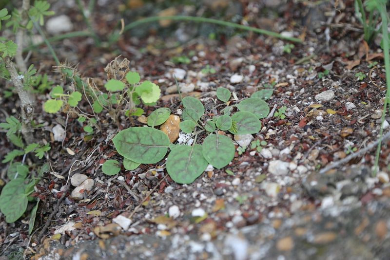 Acleisanthes anisophylla, photographed by Reid Hardin