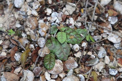 Acleisanthes anisophylla, photographed by Reid Hardin