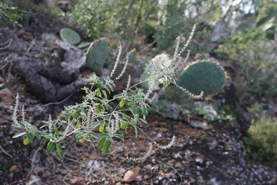 Aloysia macrostachya, photographed by Reid Hardin