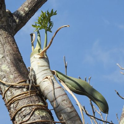 Philodendron warszewiczii, photographed by Matteo Cassella
