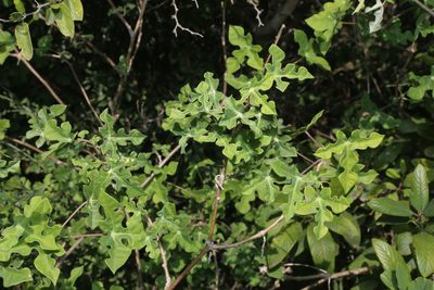 Manihot walkerae, photographed by Reid Hardin