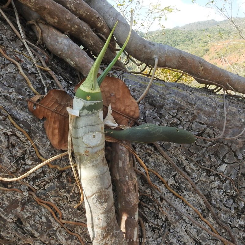 Philodendron warszewiczii, photographed by Matteo Cassella