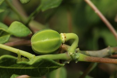 Manihot walkerae, photographed by Reid Hardin