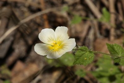 Herissantia crispa, photographed by Reid Hardin