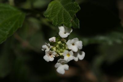 Lantana achyranthifolia