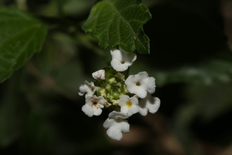 Lantana achyranthifolia, photographed by Reid Hardin