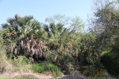 Sabal mexicana, photographed by Reid Hardin