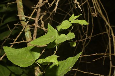 Ayenia limitaris, photographed by Reid Hardin