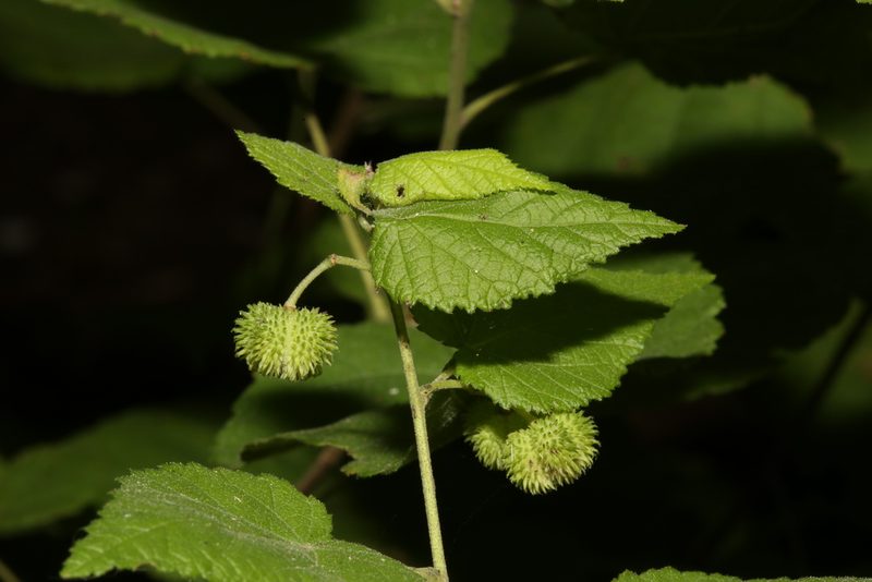 Ayenia limitaris, photographed by Reid Hardin