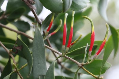 Lysiana subfalcata, photographed by Greg Tasney