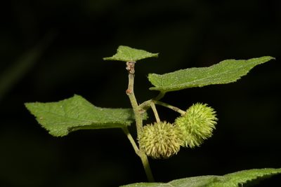 Ayenia limitaris, photographed by Reid Hardin