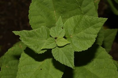 Ayenia limitaris, photographed by Reid Hardin