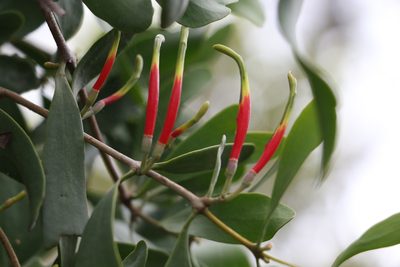 Lysiana subfalcata, photographed by Greg Tasney