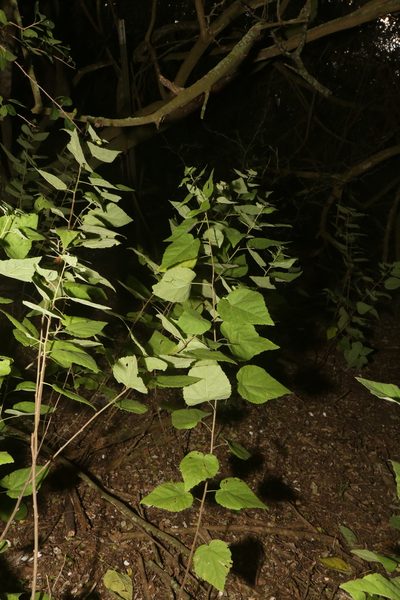 Ayenia limitaris, photographed by Reid Hardin