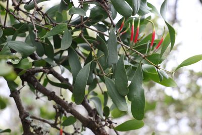 Lysiana subfalcata, photographed by Greg Tasney