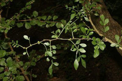 Zanthoxylum fagara, photographed by Reid Hardin