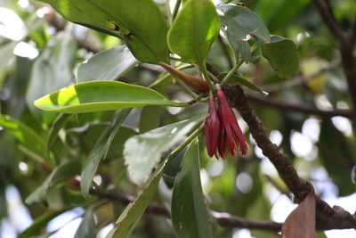 Bruguiera gymnorhiza, photographed by Greg Tasney