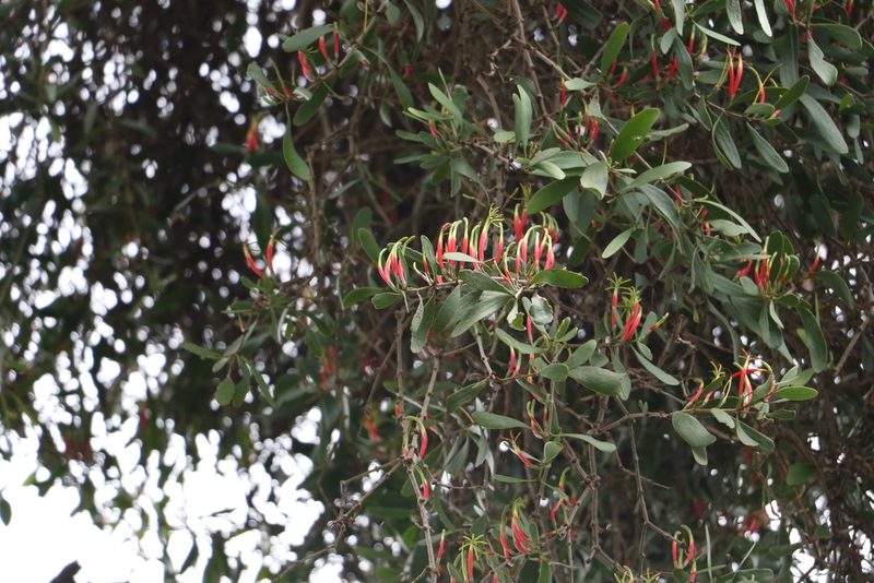 Lysiana subfalcata, photographed by Greg Tasney