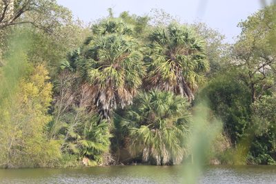 Sabal mexicana, photographed by Reid Hardin