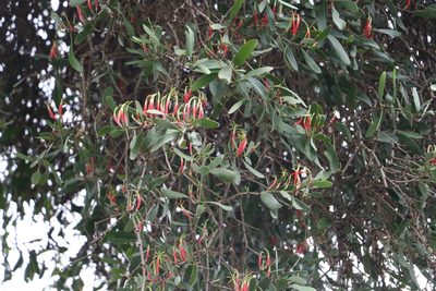 Lysiana subfalcata, photographed by Greg Tasney