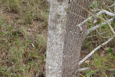 Casuarina glauca, photographed by Greg Tasney