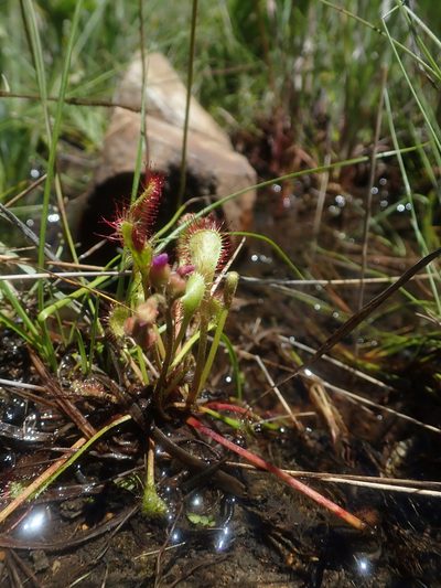 Drosera collinsiae, photographed by Jimmy Whatmore